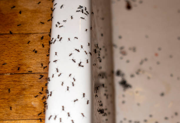 Best Cockroach Control Services  in Apalachin, NY