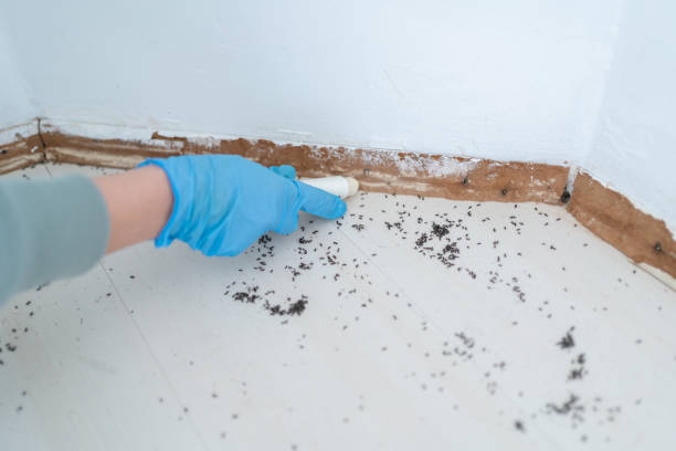 Best Termite Control Services  in Apalachin, NY