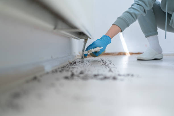 Best Insect Control  in Apalachin, NY